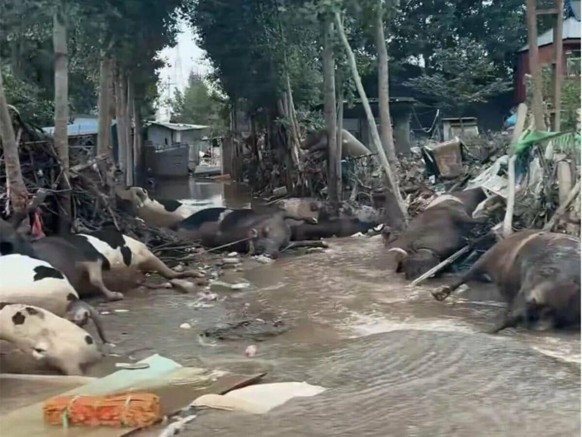涿州洪水退去後，可見遍地都是動物屍體。 圖：翻攝自方舟子 X 平台