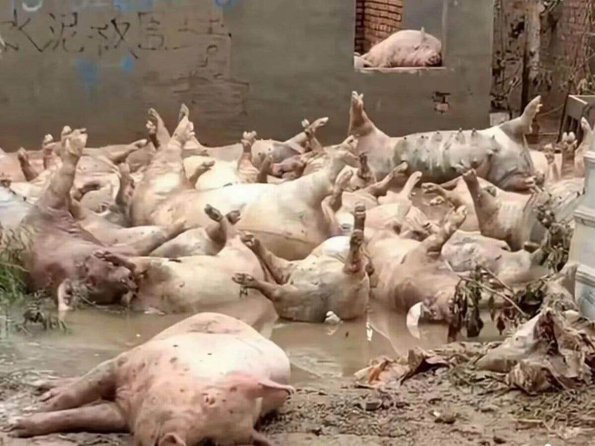 涿州洪水過後遍地動物屍體。 圖：翻攝自方舟子 X 平台