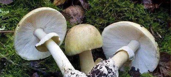號稱「世界最毒菇」的「死帽菇」 圖 : 翻攝自搜狐