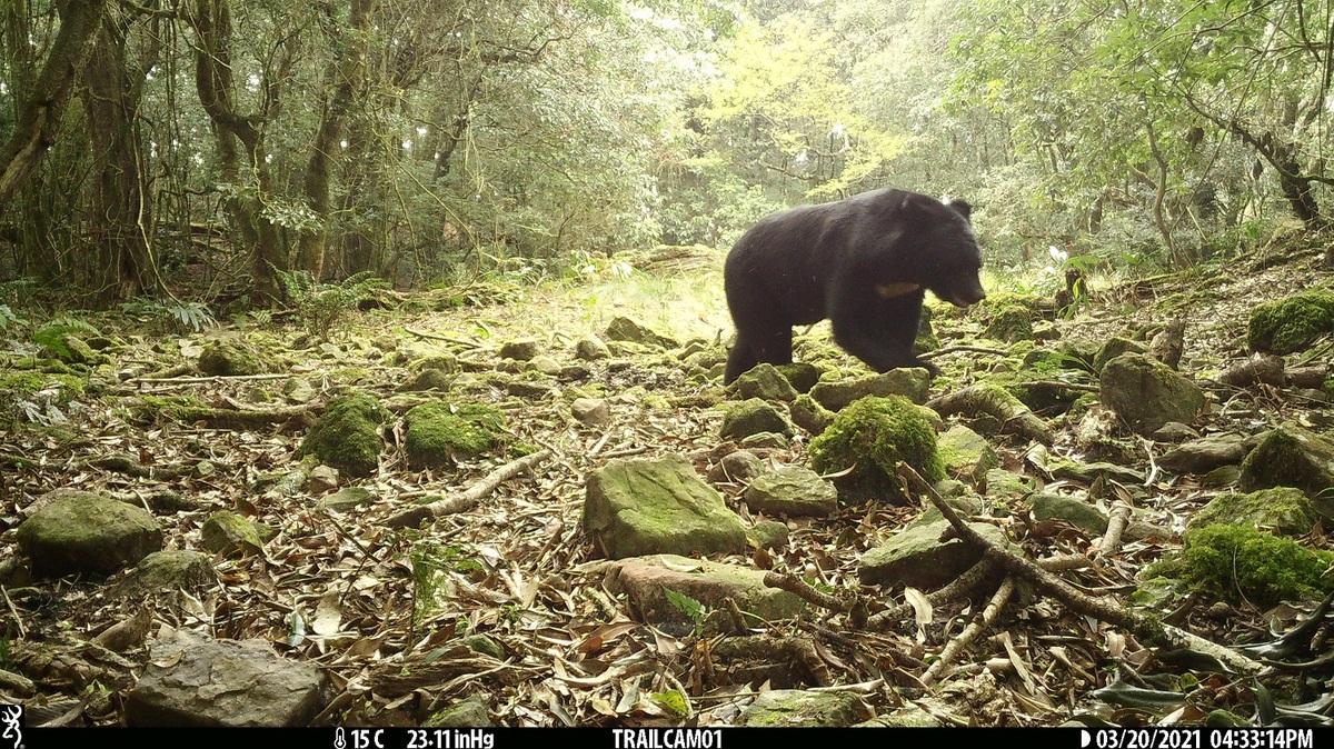 玉山國家公園是瀕臨絕種野生動物台灣黑熊的棲地之一，而近日園區更發現台灣黑熊族群有增長的趨勢。 圖：玉山國家公園／提供（吳幸如教授研究團隊攝）