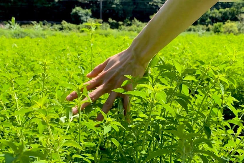 犬香薷。 圖：林業及自然保育署宜蘭分署／提供