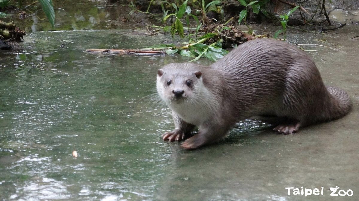 北市動物園今天下午15時至16時與金門縣結合水獺生態共同舉辦限時快閃體驗活動。 圖：台北市立動物園／提供
