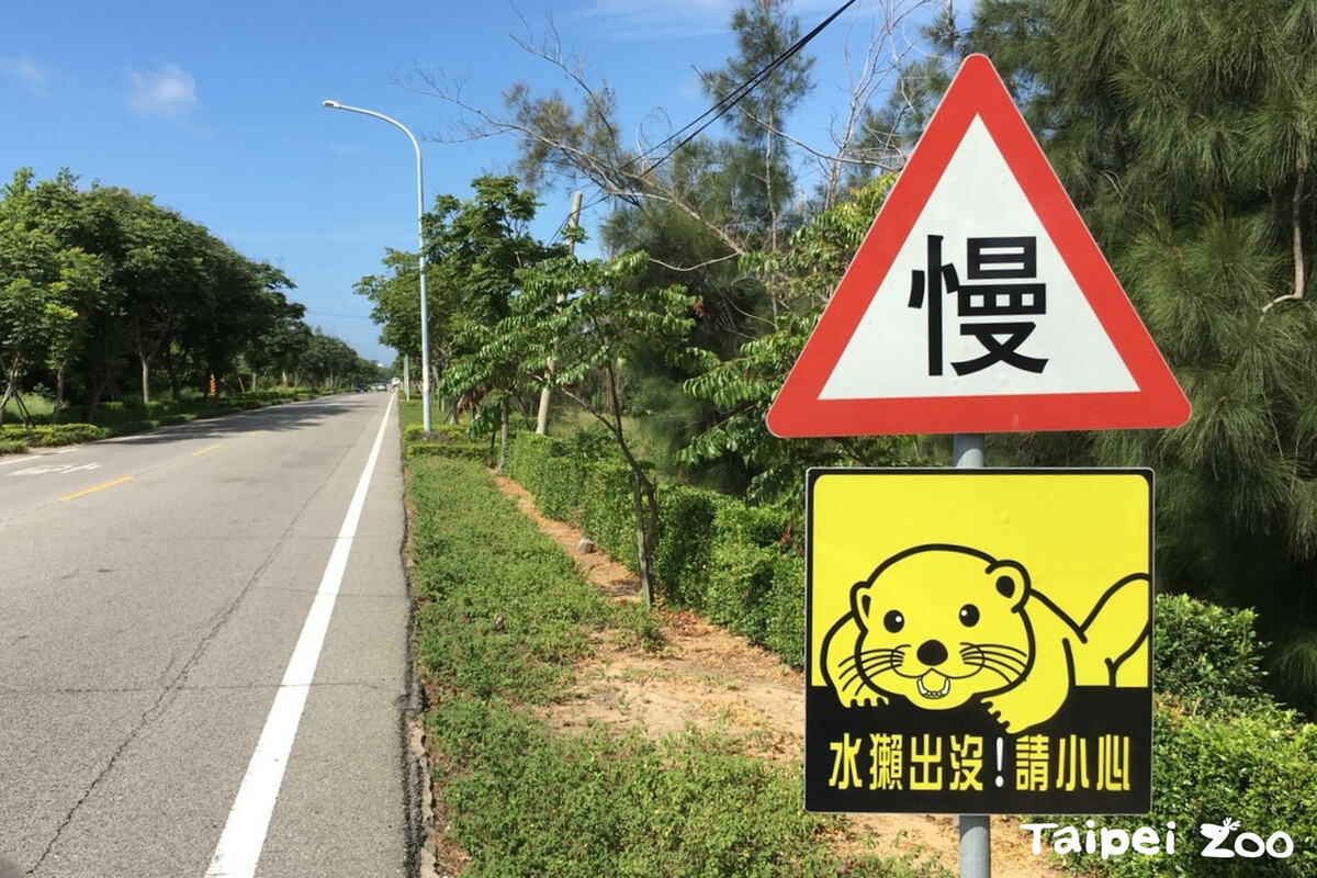 金門水獺出沒請小心標誌。 圖：台北市立動物園／提供