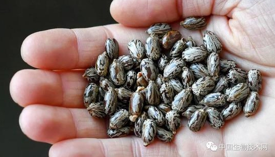 蓖麻毒素可以損傷傷肝、腎等實質器官，發生出血、變性、壞死病變，並能凝集和溶解紅細胞，抑制麻痺心血管和呼吸中樞，是致死的主要原因之一。 圖 : 翻攝自中國生物技術網