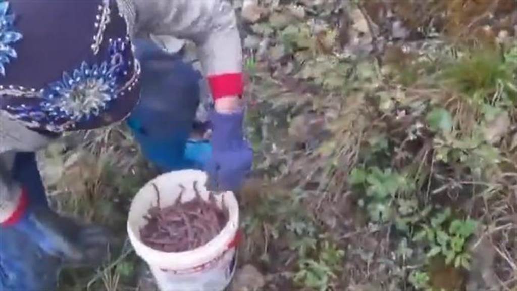 中國商人以高額賞金誘惑越南偷獵者大量捕捉蚯蚓，導致越南蚯蚓數量銳減，造成生態危機。 圖：彭湃新聞