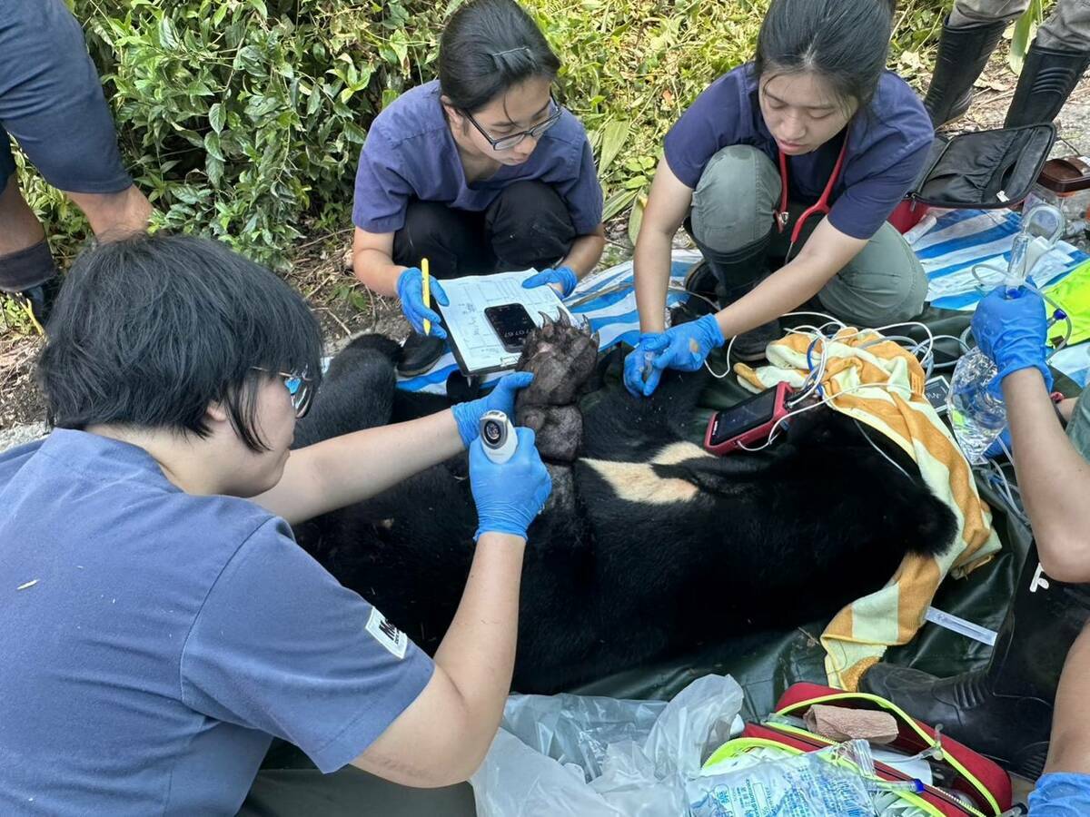 救援團隊進行傷口檢查及處理。 圖：翻攝自林業保育署台東分署官網