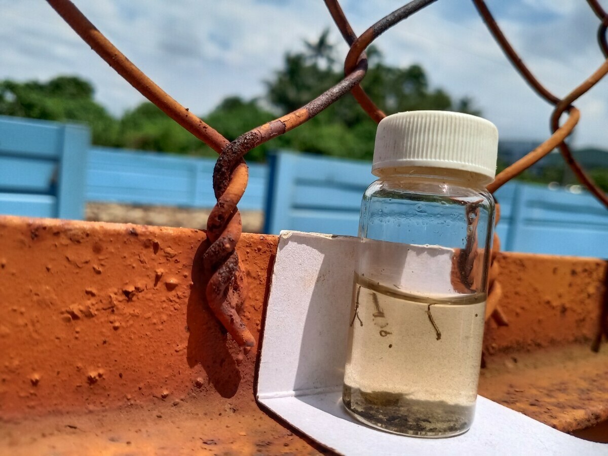 工地內採集的病媒蚊孑孓。 圖：高雄市生局提供
