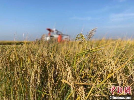 印度宣布禁止出口該國的非巴斯馬蒂白米 （non-basmati white rice） ，以平息國內物價上漲並確保糧食安全。(示意圖) 圖 : 翻攝自中新網