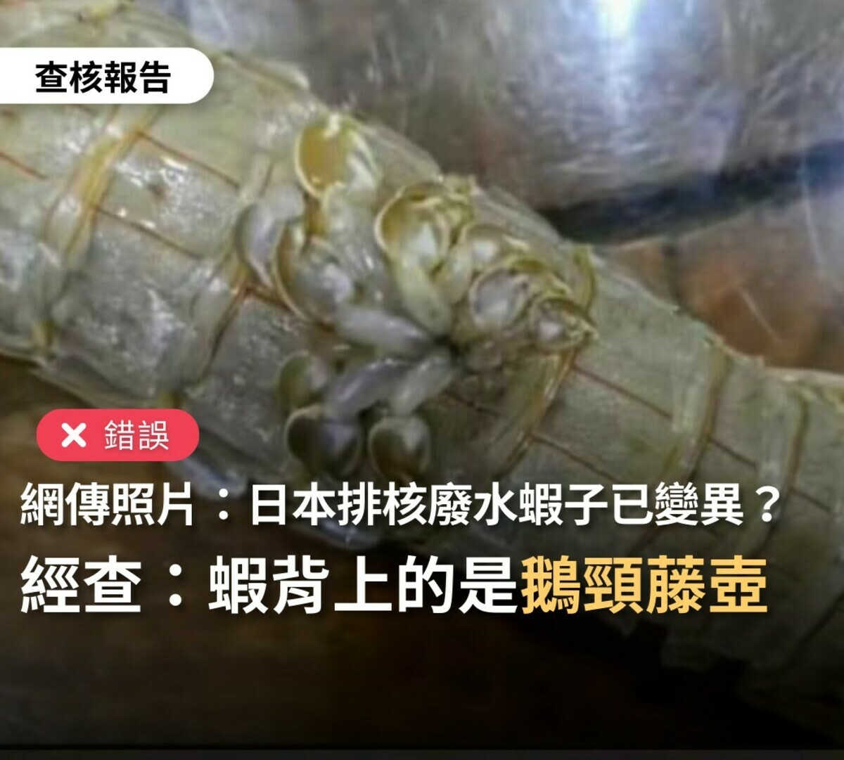 網傳「蝦子變異、背上長腳」 事實查核：非生物變異與福島核廢水無關