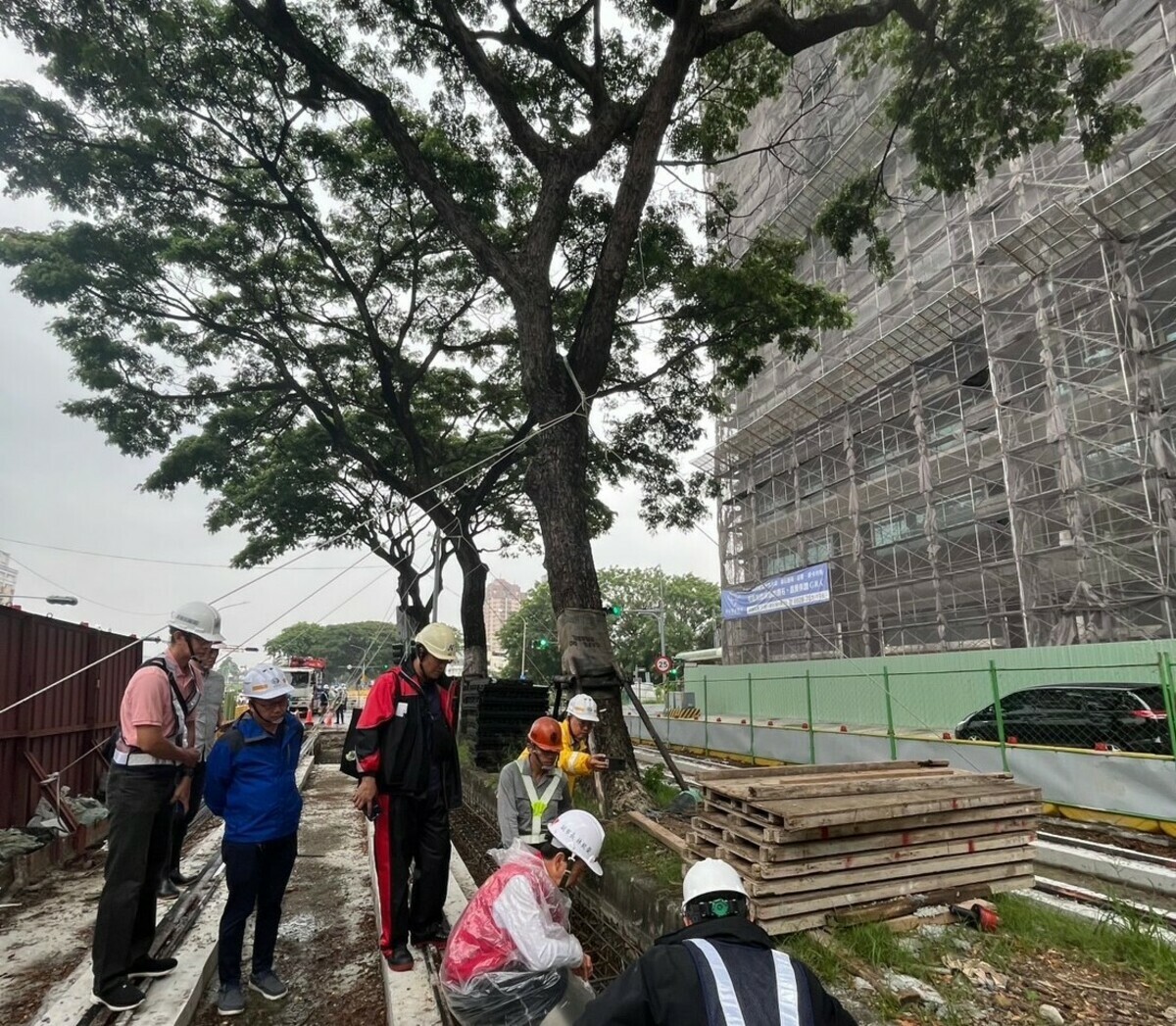 輕軌大順路沿線雨豆樹防颱加固。 圖：高雄市捷運局提供
