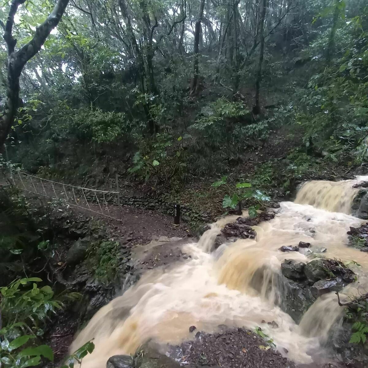 雙流國家森林遊樂區貼出園內慘況，沿山步道受到豪雨影響，步道出現大片黃泥瀑布。 圖：翻攝自雙流國家森林遊樂區臉書