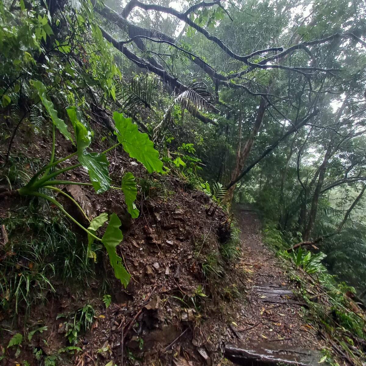 步道兩邊都有多處樹枝倒塌。林業署也呼籲遊客，暫時不要前往山區，以免因落石坍方發生危險。 圖：翻攝自雙流國家森林遊樂區臉書