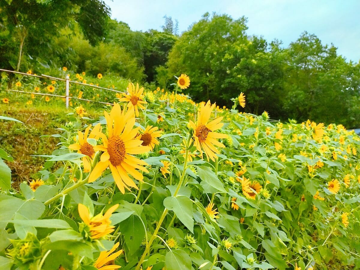 今年「萬陽」向日葵開成一片花海。 圖：翻攝自台北市政府工務局大地工程處官網