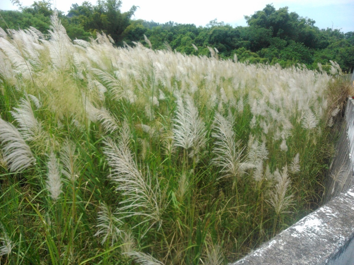 9月至10月是菅芒花盛開的季節，不妨安排左鎮一日遊行程，除了賞花，還能順遊左鎮的特色景點。 圖： 台南市政府觀光旅遊局／提供