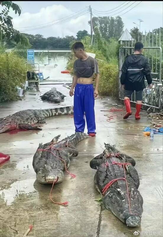 傳養殖鱷魚趁廣東水患出逃，恐因無人餵食攻擊牲畜或人類。(示意圖) 圖：翻攝@搜狐新聞微博
