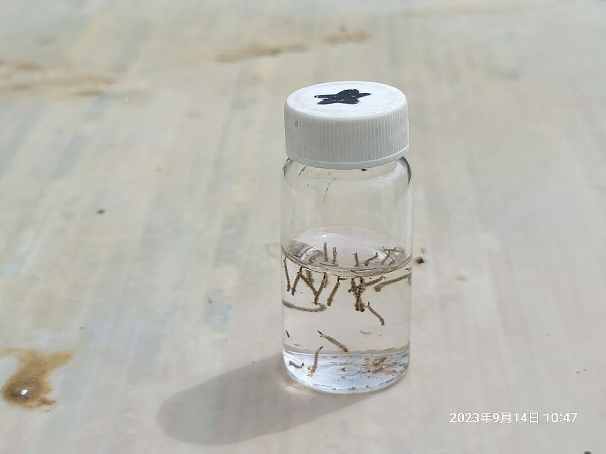 一發現孳生病媒蚊孑孓，防疫人員就現場開單告發。 圖：高雄市衛生局提供