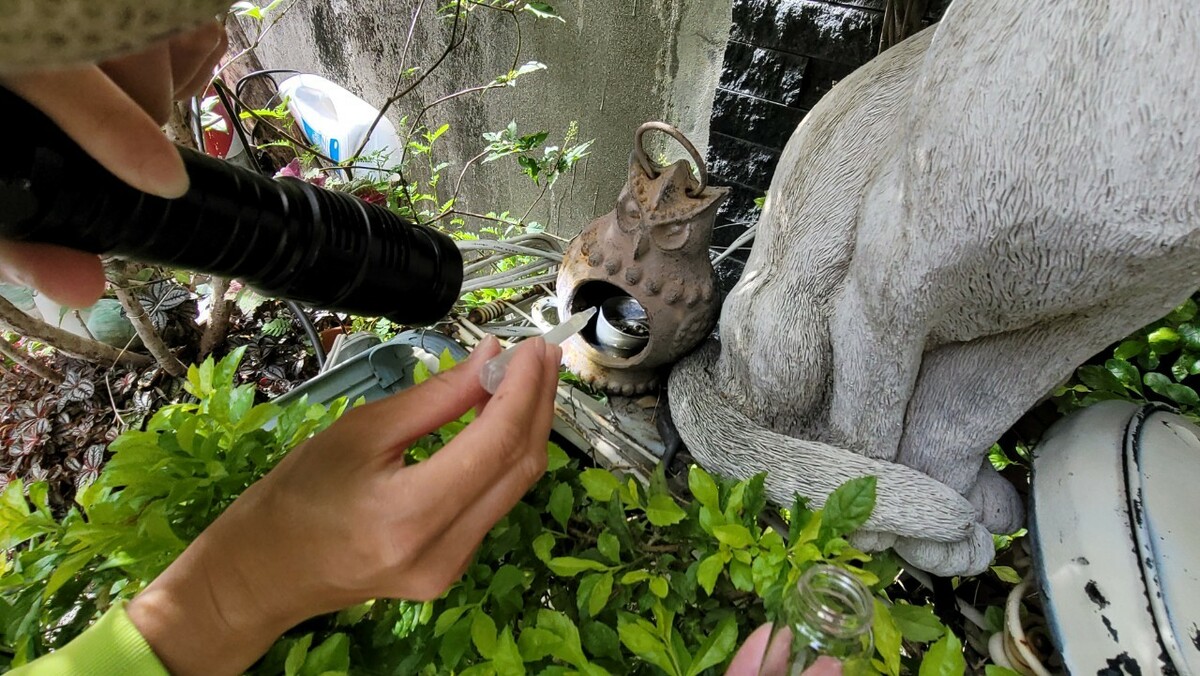 防疫團隊查獲積水容器是否孳生病媒蚊孑孓。 圖：高雄市衛生局提供