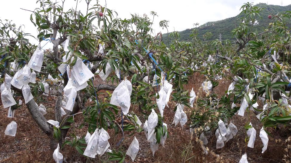 梅雨季正值許多蔬果的採收期，高雄農改場呼籲農友做好防護措施。 圖：高雄農改場提供