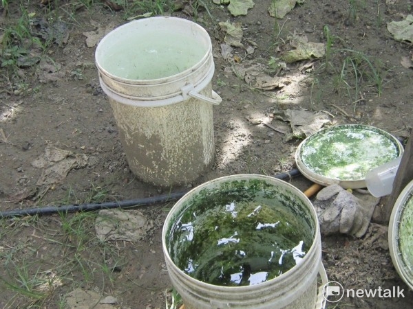 為了防止戶外積水容器孳生登革熱病媒蚊，記得清除戶內外登革熱病媒蚊孳生源。 圖：新頭殼資料照片