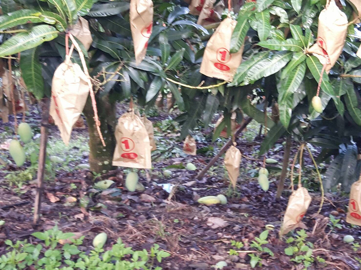 這次暴雨成災，高雄市農損達1千萬 ，高市政府為農民爭取現金救助。 圖 : 高雄市政府/提供