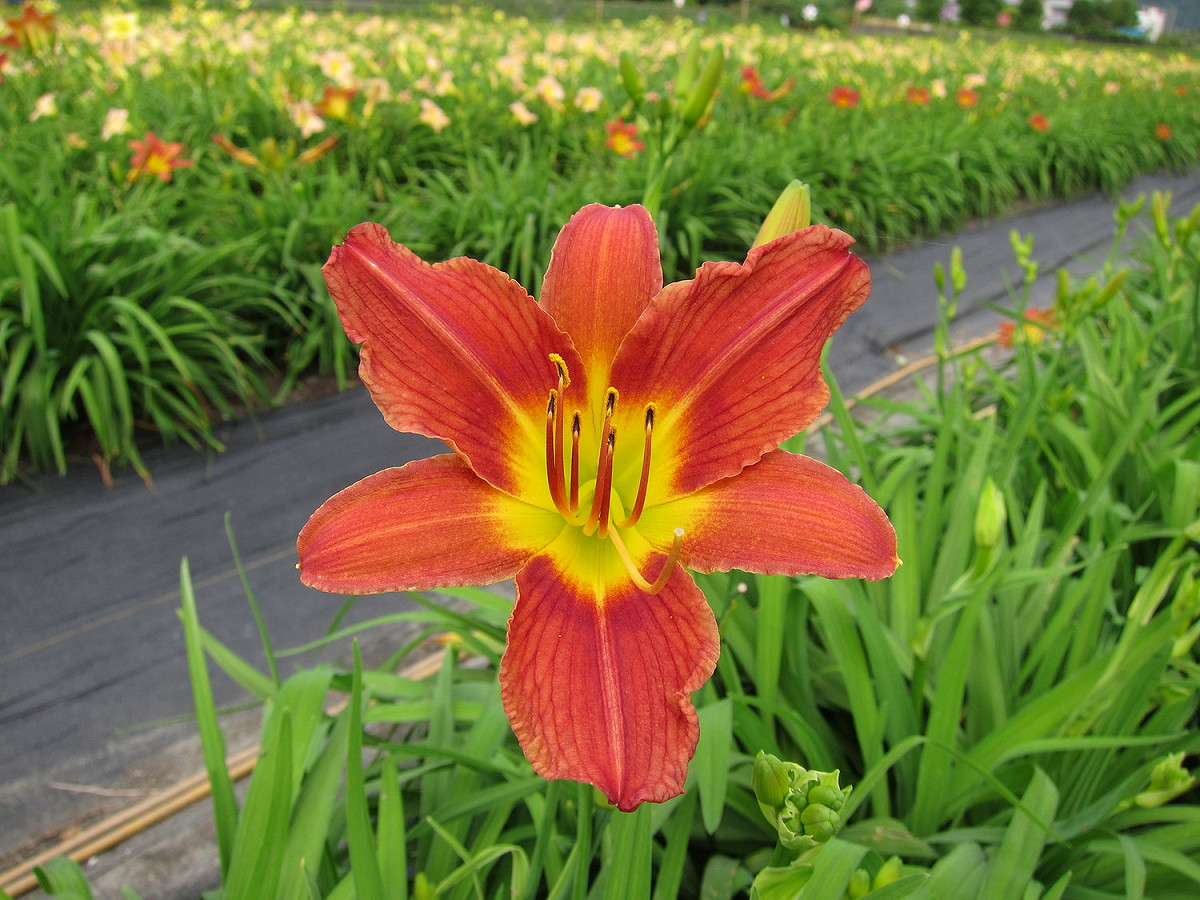 萱草花蓮2號–豔紅佳人，具有多次抽花莖的特性，可持續開花至9月。 圖：農委會提供