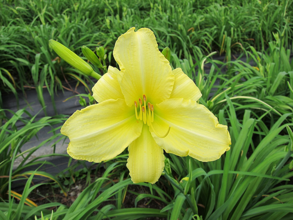 萱草花蓮5號–黃天鵝，植株高大、幼葉表面有皺褶。花朵外觀略呈三角形，花瓣為亮麗的黃色，單色花，外形優美。. 圖：農委會提供