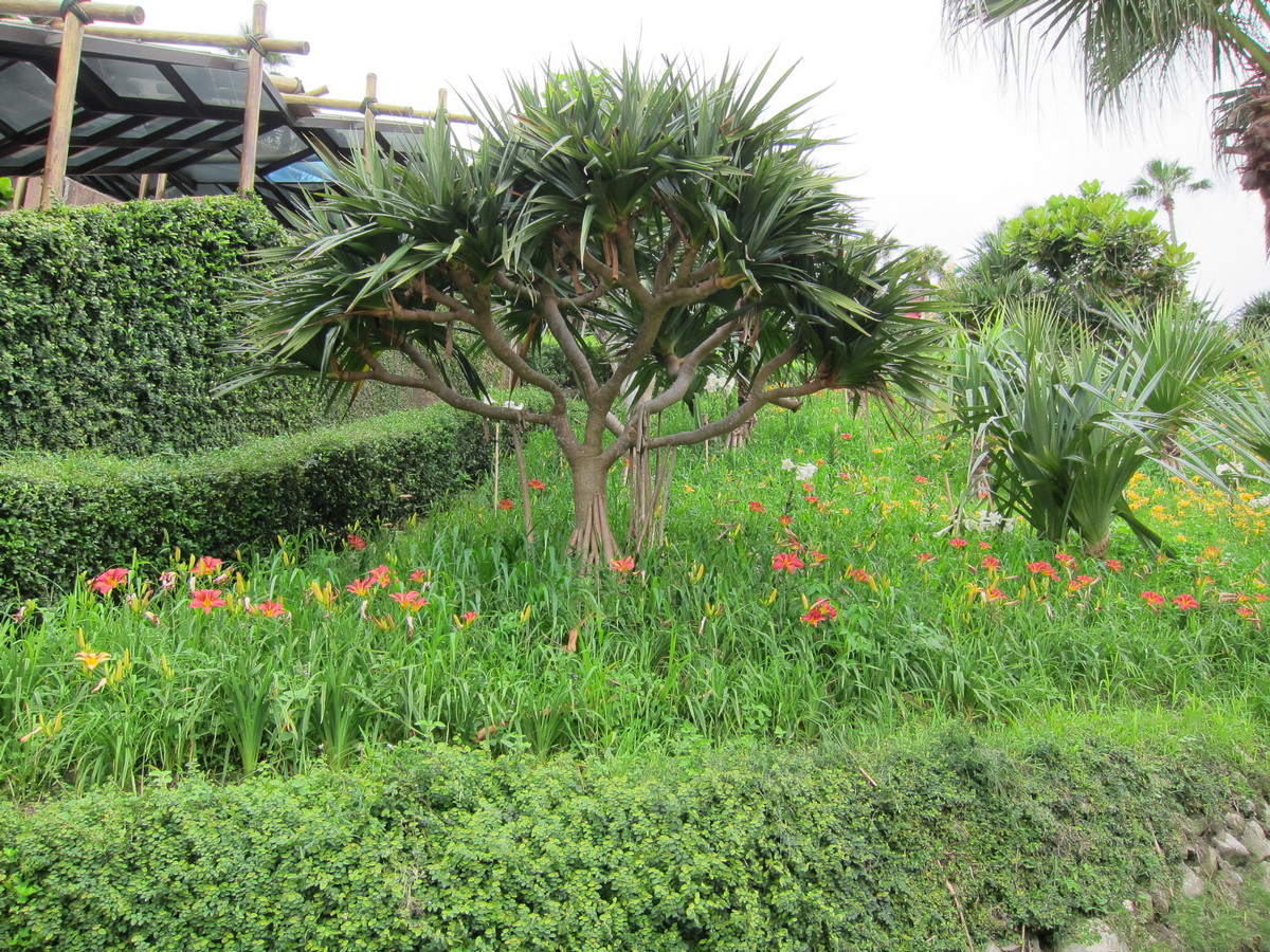 海洋公園內栽植萱草花蓮2號–豔紅佳人，讓園區內色彩繽紛。 圖：農委會提供
