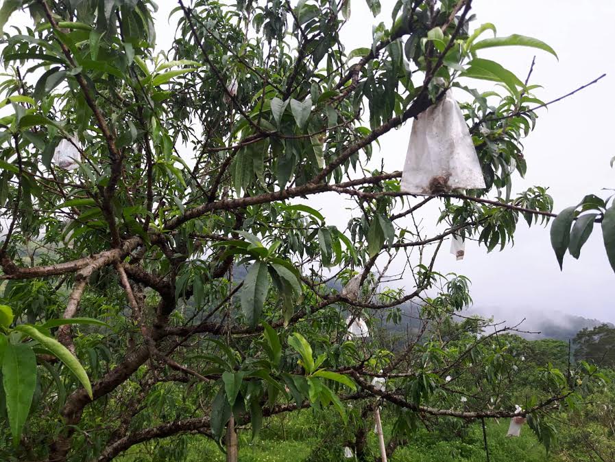 上周受西南氣流與滯留鋒面影響，連日豪雨不斷，造成全國各地農作物受損，根據高雄市政府農業局統計，截至8日上午，農損金額共計2334萬8千元。 圖：高雄市政府農業局提供