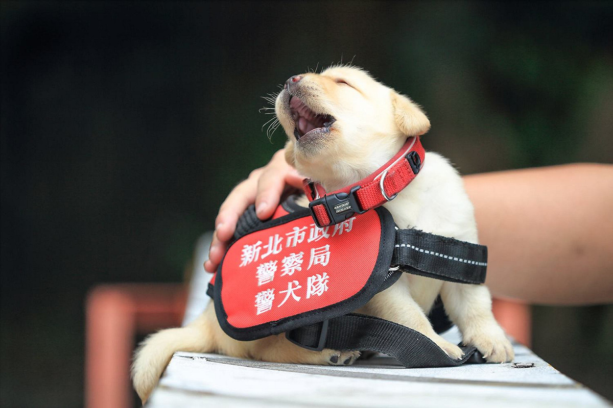 警政署六位小萌犬：福星、舒曼、飛達、一哥、AJ還有亮，明天即將滿月。警犬隊說，剛開眼的他們，像小小孩一樣天真無邪、愛撒嬌，面對鏡頭還有點害羞。 圖:翻攝自NPA署長室臉書