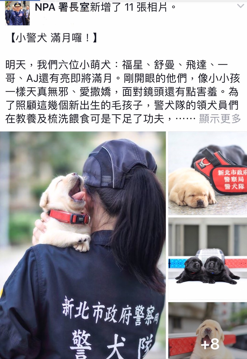 內政部警政署的粉絲團NPA署長室，今(8)日貼出【小警犬 滿月囉！】小警犬的萌照，迷翻萌犬粉。 圖:翻攝自NPA署長室臉書