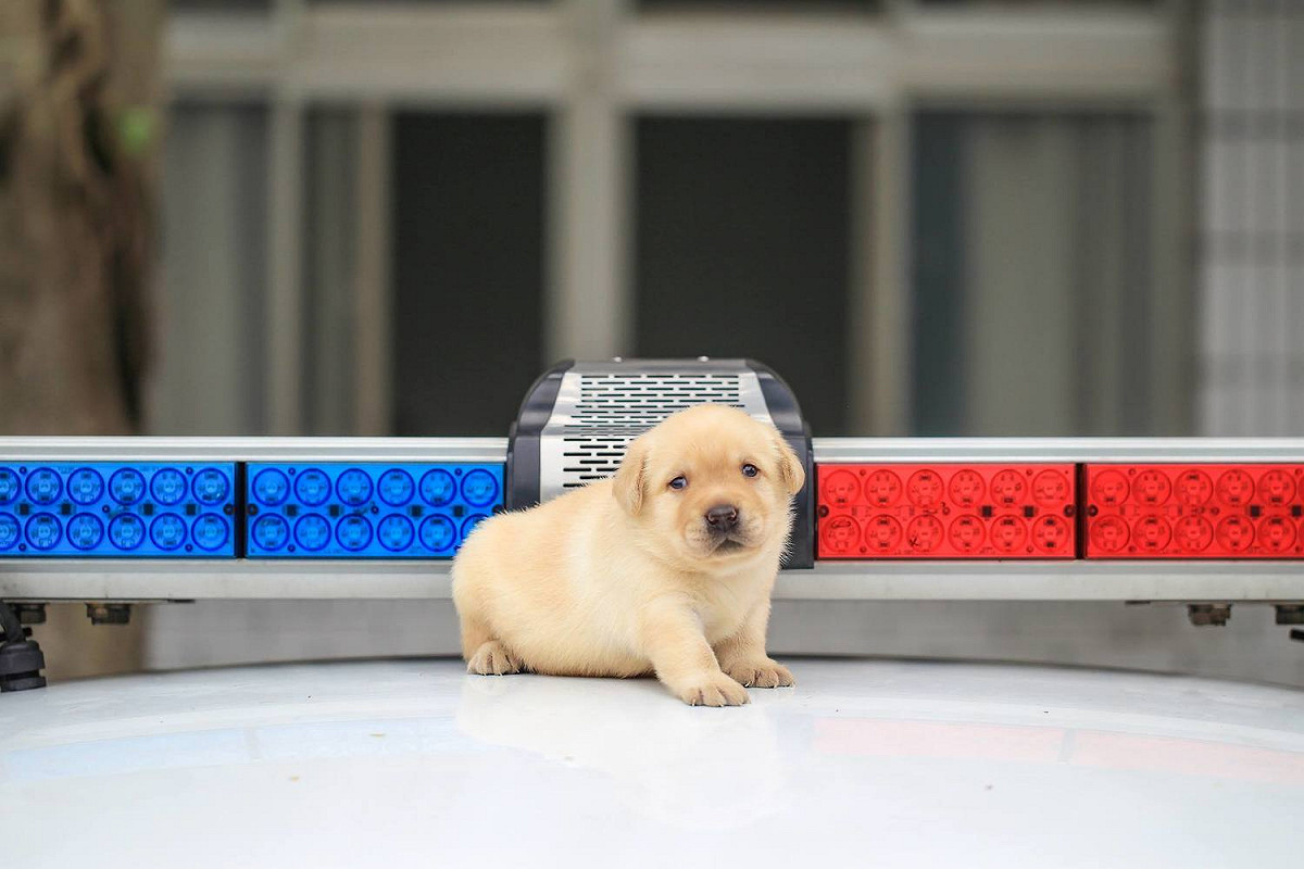 警政署警犬警政署警犬六位小萌犬：福星、舒曼、飛達、一哥、AJ還有亮，6月9日滿月。 圖:翻攝自NPA署長室臉書