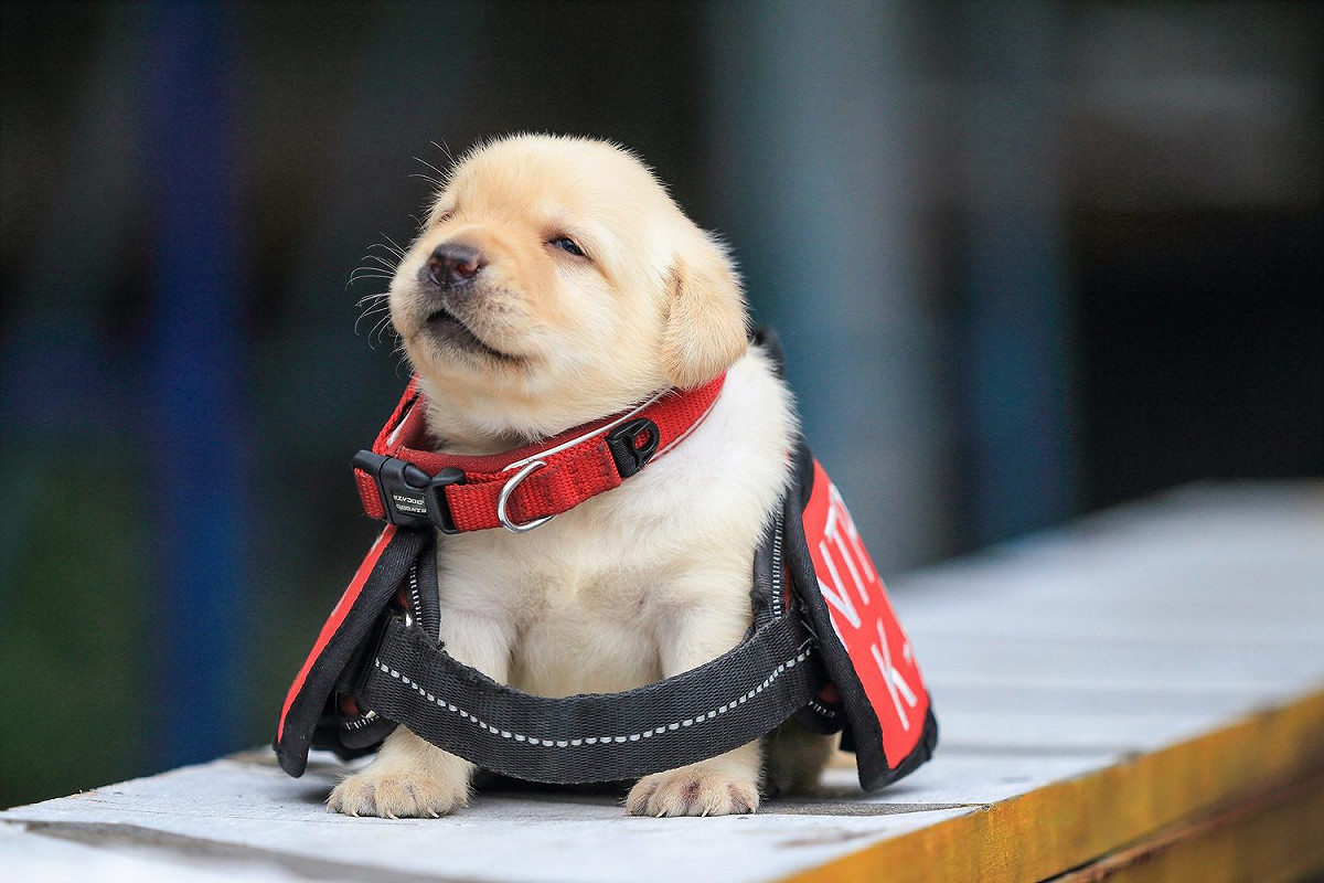 警政署警犬六位小萌犬：福星、舒曼、飛達、一哥、AJ還有亮，6月9日滿月。 圖：新頭殼資料照片