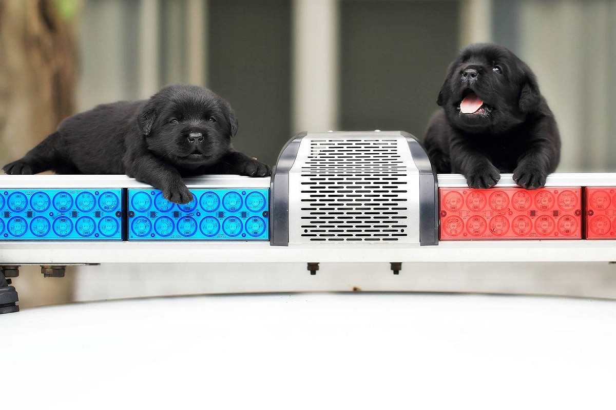 警政署警犬六位小萌犬：福星、舒曼、飛達、一哥、AJ還有亮，6月9日滿月。 圖:翻攝自NPA署長室臉書