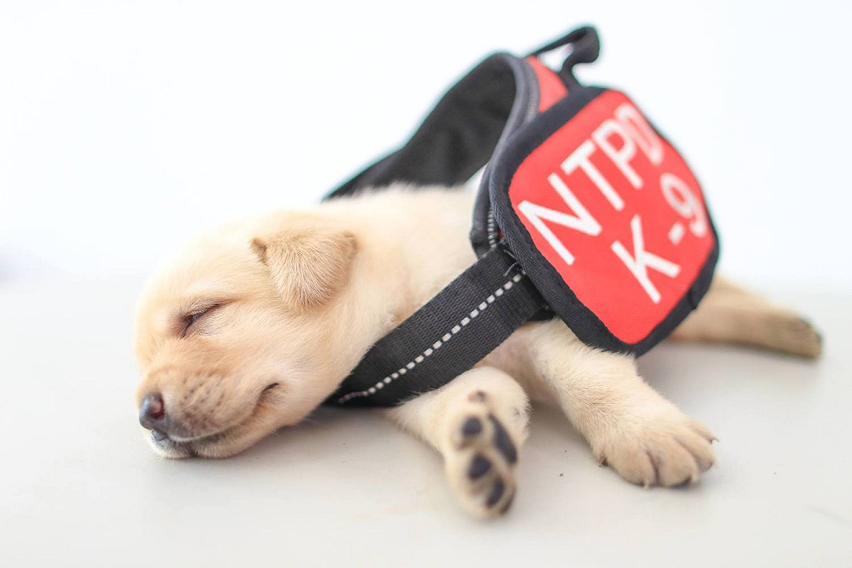 警政署警犬六位小萌犬：福星、舒曼、飛達、一哥、AJ還有亮，6月9日滿月。 圖:翻攝自NPA署長室臉書