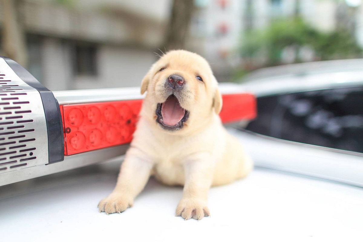 警政署警犬六位小萌犬：福星、舒曼、飛達、一哥、AJ還有亮，6月9日滿月。 圖:翻攝自NPA署長室臉書