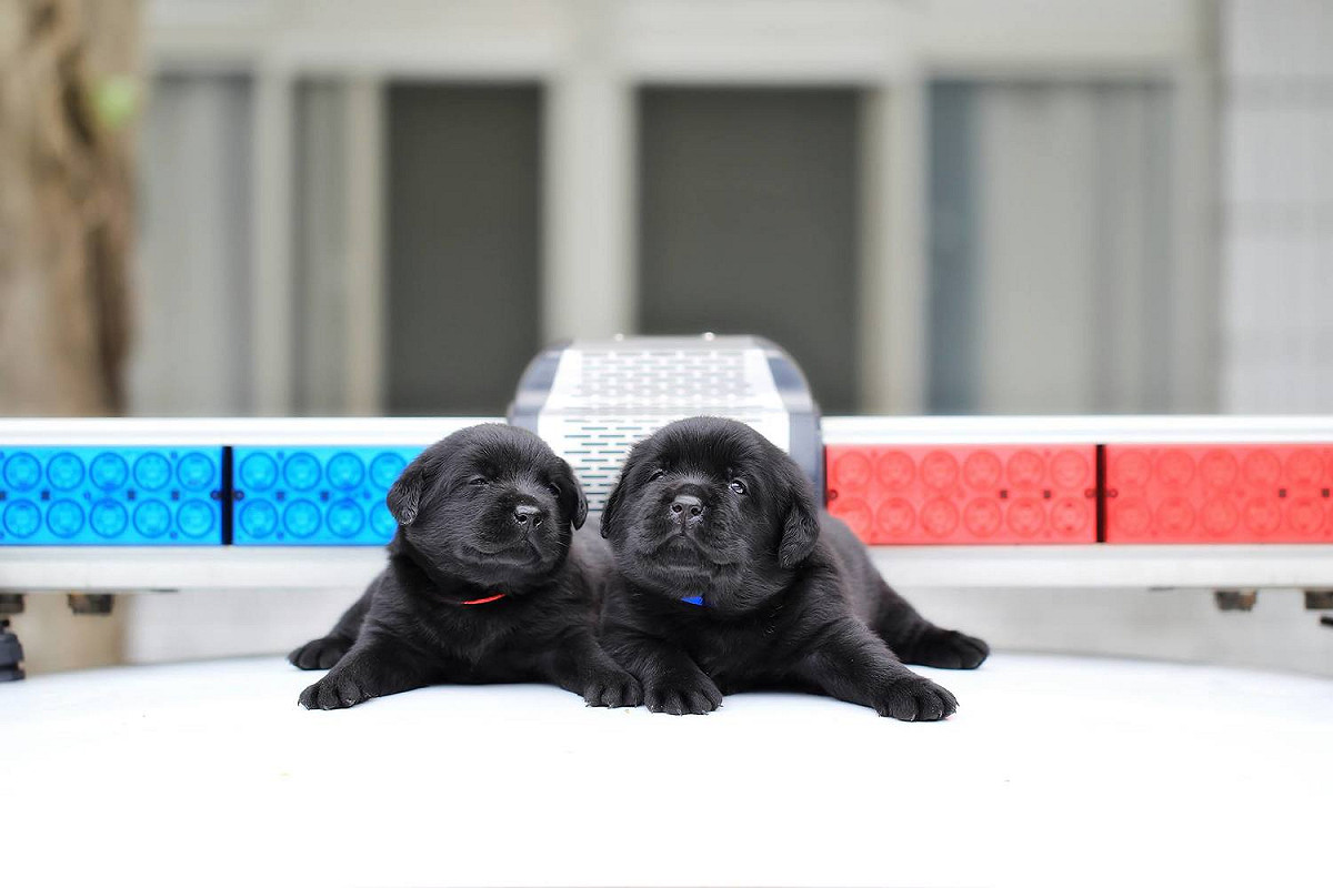 警政署警犬六位小萌犬：福星、舒曼、飛達、一哥、AJ還有亮，6月9日滿月。 圖:翻攝自NPA署長室臉書