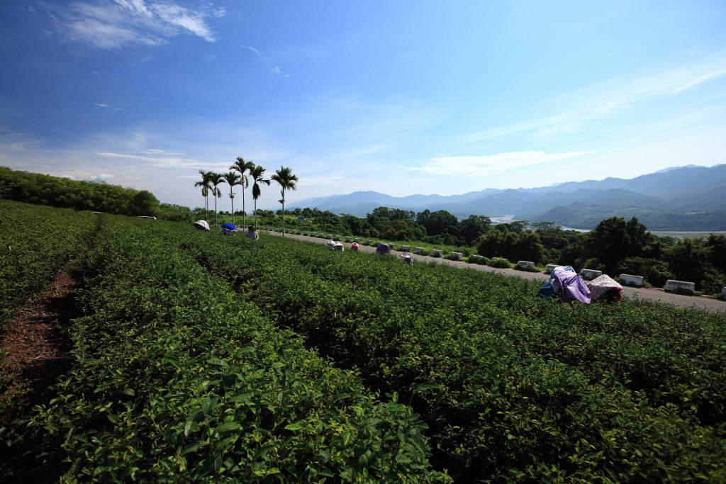 鹿野茶園風光明媚 圖：台東縣觀光旅遊網提供