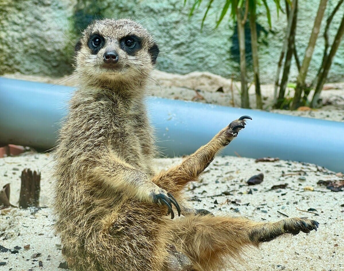 壽山動物園十大動物明星票選由狐獴拔得頭籌。 圖：高雄市觀光局/提供