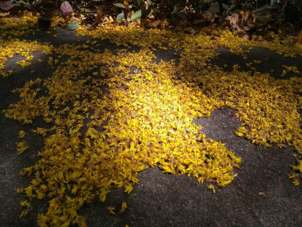台北市每年最浪漫的秋季景象就是敦化南路上的台灣欒樹。 圖：翻攝自台北市政府工務局公園路燈工程管理處官網
