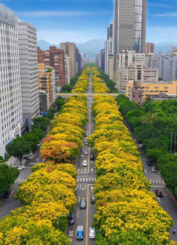 若有經過這些林蔭路段，不妨慢下腳步，抬頭仰望並拿起手機，記錄下秋天浪漫的黃金雨。 圖：翻攝自台北市政府工務局公園路燈工程管理處官網
