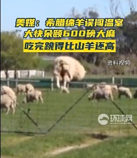 希臘綿羊吃過大麻後，跳得比平常還高。 圖 : 影片截圖