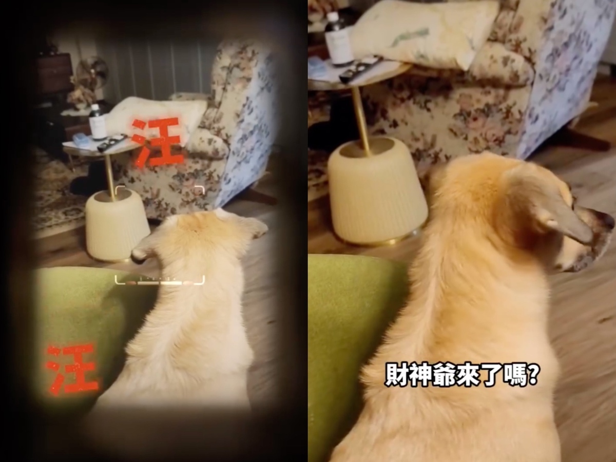 影片中胖皮一直對著客廳的小角落低吼，丹妮婊姐則安慰自己是財神爺來了。 圖：翻攝自FB／丹妮婊姐星球