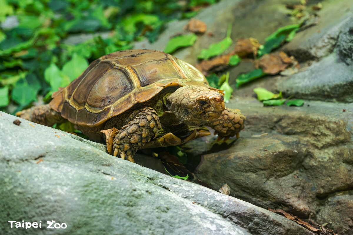 2022年11月台北市立動物園將公麒麟陸龜送至布拉格動物園。 圖：翻攝自台北市立動物園官網