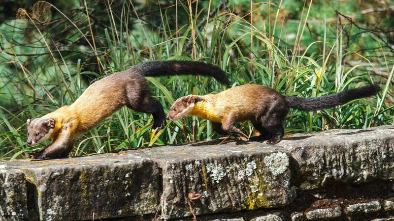 入秋園區內有隻移動速度快、範圍廣的黃喉貂現身園區覓食，黃喉貂體型大，頸部至上半身有鵝黃色的毛色，近期可看見它的蹤影。 圖：玉山國家公園管理處/提供