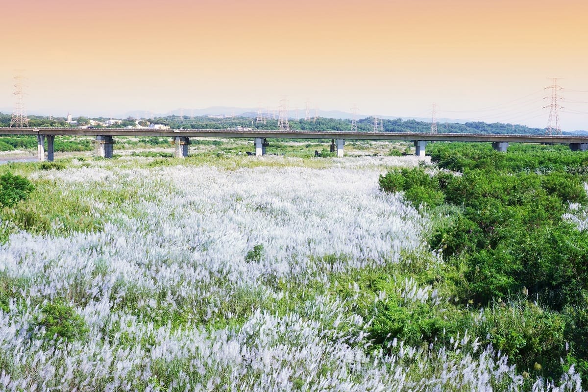 官田渡槽橋十月雪。 圖：台南市政府觀光旅遊局/提供
