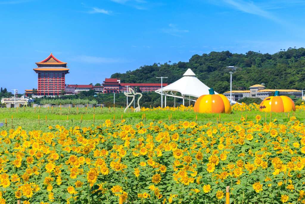 一整片金黃色的燦爛花海超療癒。 圖：台北市政府工務局水利工程處／提供