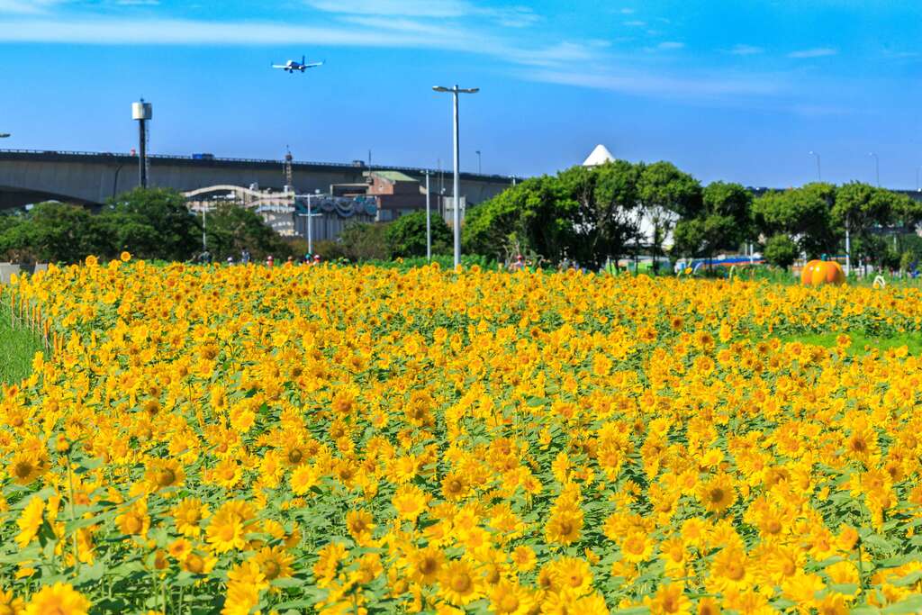 首先打頭陣的向日葵花海(光陽品種)已經到了滿開盛況 現場美不勝收。 圖：台北市政府工務局水利工程處／提供
