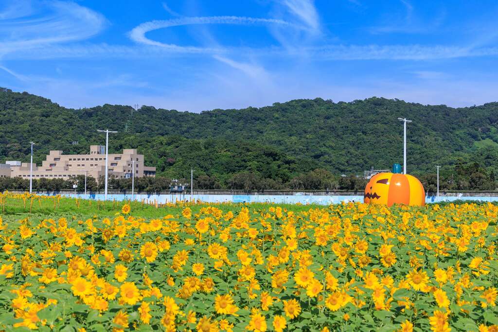 北市大佳河濱花海登場 第一波向日葵花海爆炸盛開。 圖：台北市政府工務局水利工程處／提供