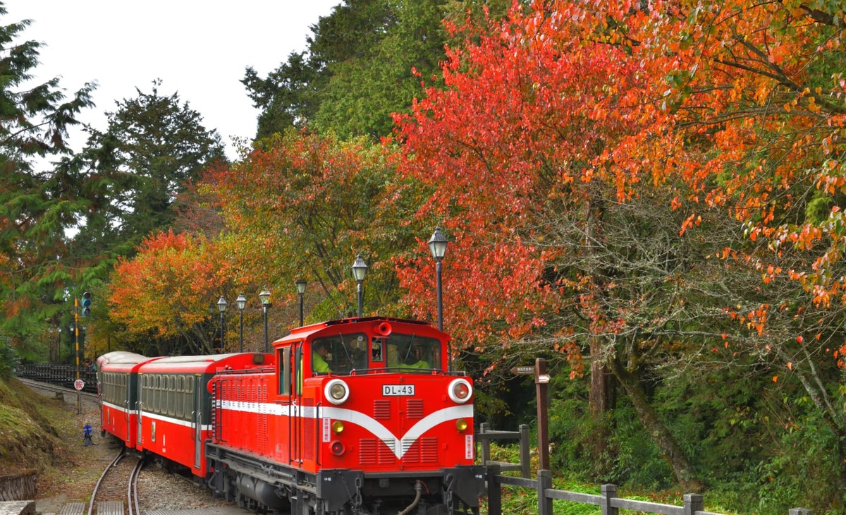 阿里山林業鐵道楓紅景色。 圖：林業保育署 / 提供