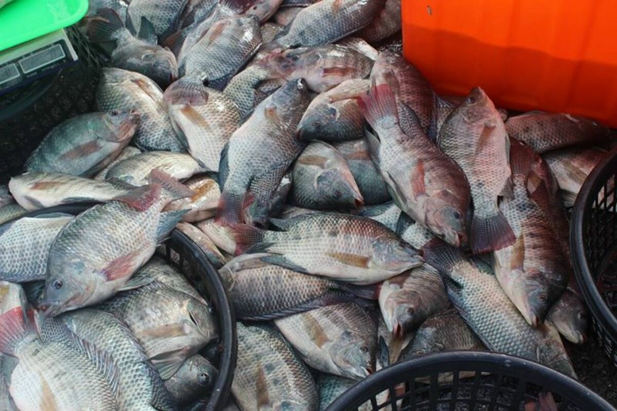 俗稱吳郭魚的台灣鯛被中國廣西居民反映大量繁殖，危及河流內生態多樣性。 圖：翻攝自台灣鯛協會